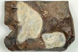 Two Fossil Ginkgo Leaves From North Dakota - Paleocene #201222-1